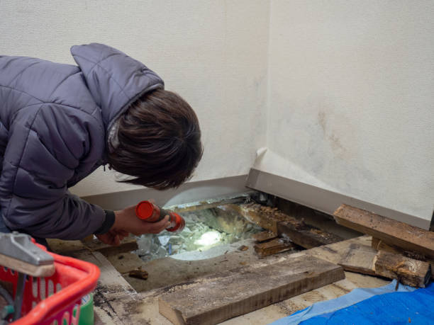 Best Comprehensive Air Testing for Mold Contaminants  in Kurtistown, HI