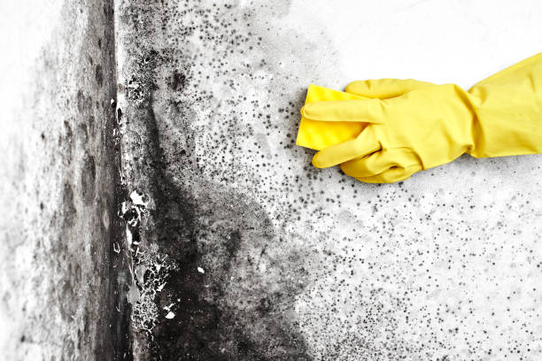 Best Residential Mold Inspection & Testing  in Kurtistown, HI