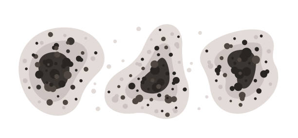 Mold Documentation for Insurance Claims in Kurtistown, HI