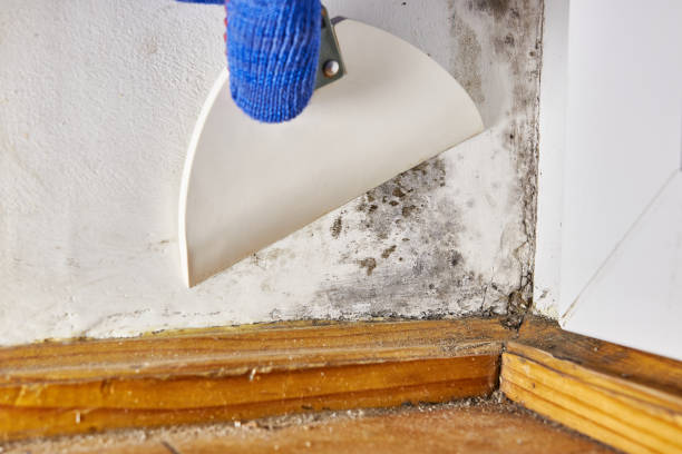 Best Black Mold Removal  in Kurtistown, HI