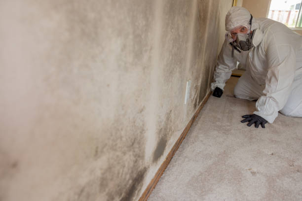 Best Basement Mold Removal  in Kurtistown, HI
